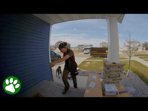 UPS Driver Has Unexpected Reaction When Dog Slipped Out the Front Door