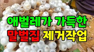 트렉터에 사다리 달아서 말벌집따기 / 시골일상에서 가끔 볼수 있는 영상 / 말벌집제거