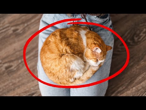 DO THIS and Your Cat Will Start Loving Sitting on Your Lap