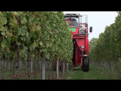 TraktorTV Episode 30 - The Grape Harvest