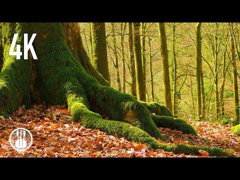 Solig dag i berget våren skog 🌳 Fåglar sjunger och vackra skogslandskap - 4K