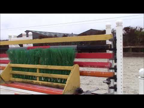 Ladys Nicket (lemony's Nicket x Wolkentanz)