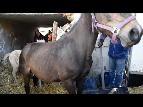 Horrorbetrieb in OÖ ANIMAL SPIRIT rettet vorerst 9 Pferde