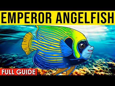 How To Care For An Emperor Angelfish | All About The Emperor Angelfish!