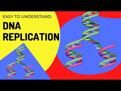 DNA Replication