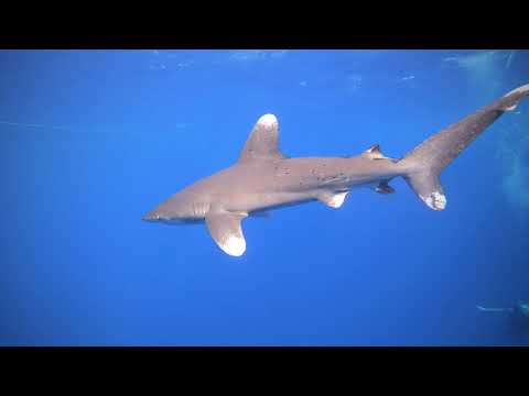 Elphinstone reef with bottlenose dolphins and oceanic white tips 