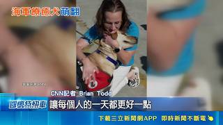 常駐狗船員燦笑任擼 能適應長時間海上航行 拉布拉多陪伴犬Sage已6歲 近日結束任務返家｜記者 陳姵如｜國際關鍵字20260519｜三立iNEWS