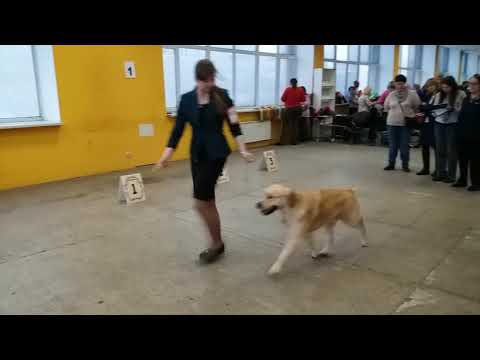 Выставка собак "Кинология" 10.11.2017