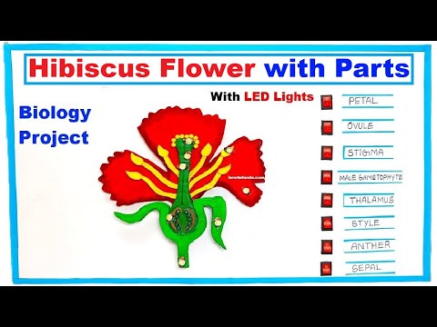 hibiscus flower 3d model with parts for science project exhibition biology project howtofunda