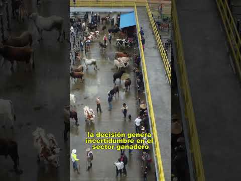 🔥 ICA Suspende la Plaza de Ganado de Gachetá: Ganaderos Denuncian Estancamiento del Municipio 🐄🚨