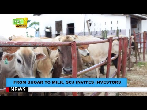 PBCJ NEWS - NOVEMBER 19, 2020