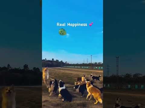 #dog #labrador #doglover #samanvay #funny #cutebaby #bageshwar