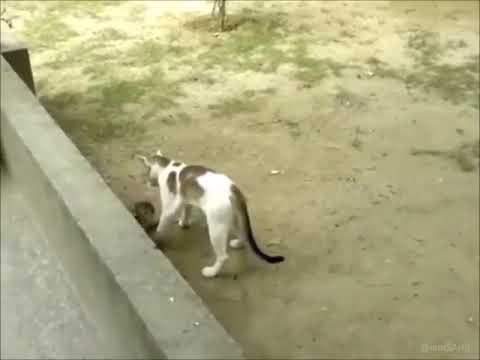 So nice you dont stop your laugh