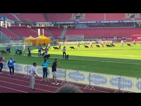 Junior Males LSH  #BSZS2023 12-18 months judge : Ulrich Hausmann #gsd  #Worldchampionship