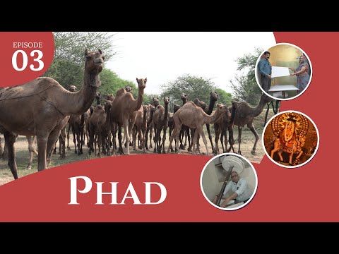 Episode 01: Phad Painting of Rajasthan: The 700-Year-Old Sacred Art of Bhilwara & Shahpura
