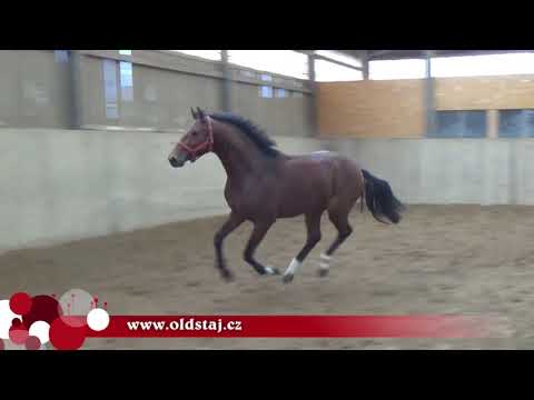 Pilothago x Tangelo, 2015, his 1st free jumping 10-17