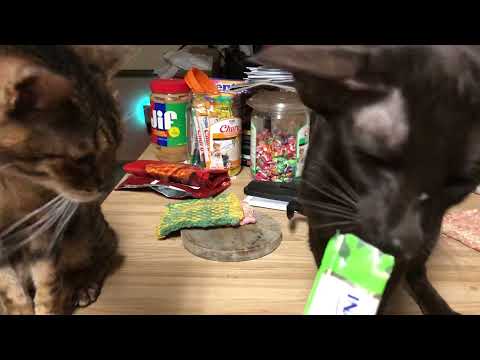 Dagger and Alette tube treats