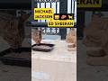 MICHAEL JACKSON & ED SHEERAN - Homeless cats in Ras Al Khaimah, UAE #cat #EdSheeran #MichaelJackson
