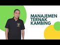Manajemen Ternak Kambing Yang Menguntungkan Pak Bayu Diningrat