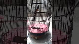 Download lagu kretekan suara murai batu cocok untuk memancing emosi MURAI BATU MUDA mp3 Download lagu kretekan suara murai batu cocok untuk memancing emosi MURAI BATU MUDA mp3