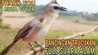Download lagu Pancingan Trucukan Full Suara Alam Pemikat Handal Ampuh Bikin Bunyi Trucuk Bahan @bobkicau mp3 Download lagu Pancingan Trucukan Full Suara Alam Pemikat Handal Ampuh Bikin Bunyi Trucuk Bahan @bobkicau mp3