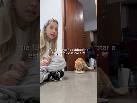 Día 13 intentando ❤️‍🩹 #gatos #mascotas #storytime
