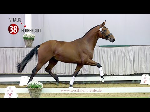 Westf. Hauptkörung Reitpferdehengste 2020: 38 Vitalis - Florencio I - Jazz