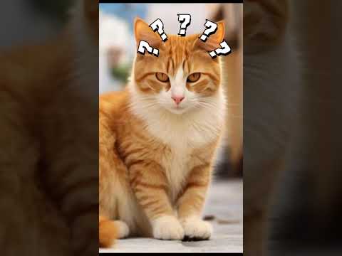 Never Do This To Your Cat #shorts #izhan