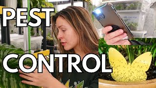 10 EASY Ways to Prevent Pests on Houseplants! | Solutions for Plant Pests houseplant pests  thrips