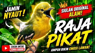 Download lagu SIRTU GACOR AMPUH BIKIN SIRTU MANAPUN NYAUT EMOSI SEKETIKA..BUKTIKAN!!!!.. mp3