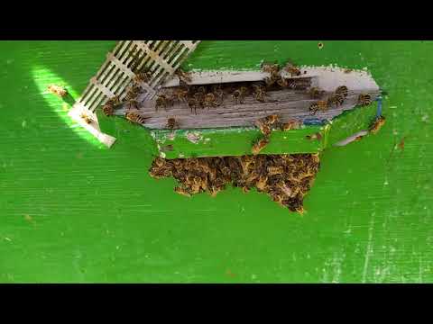 Адская жара 11/06/2020. Поведение пчел и прочее...