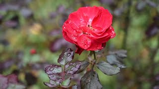 Maria walks amid the thorn - Sing along with lyrics