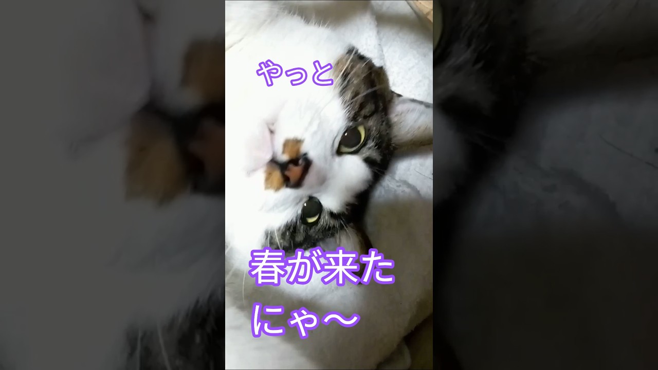 【猫動画】ようやく湯タンポが要らなくなりました😽😽😽😽😽