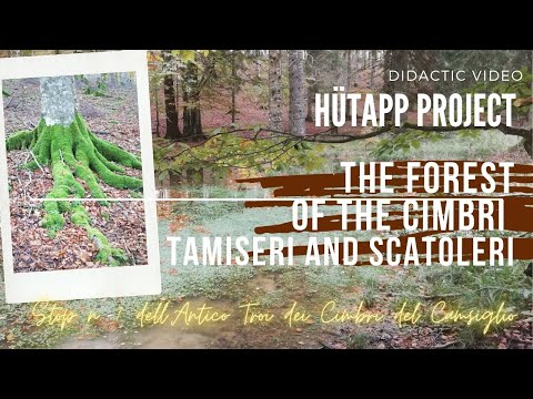 Hütapp Project: the forest of the Cimbri Tamiseri and Scatoleri