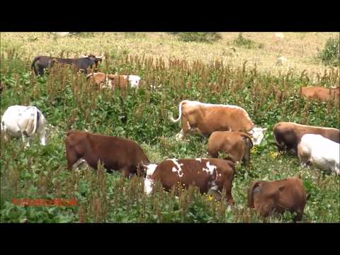 MUCCHE AL PASCOLO IN PALANFRE' A VERNANTE. (CN) MART. 2 - 6 - 2020.