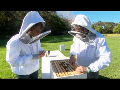 Propolis - Your Immune System's Secret Weapon