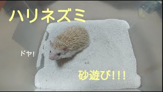 ハリネズミ砂浴び、砂遊びの仕方!! ハリネズミ砂浴び、砂遊び仕方‼