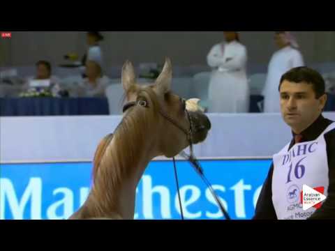 International Dubai 2016- Yearling fillies (CLASS 2A)