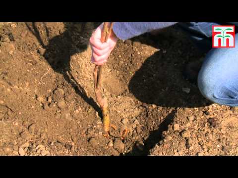 Hardy Korean Fir Tree- 1, 2 or 3 Plants - Second Medium