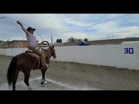 Piales de piquete y floreados así se tiran