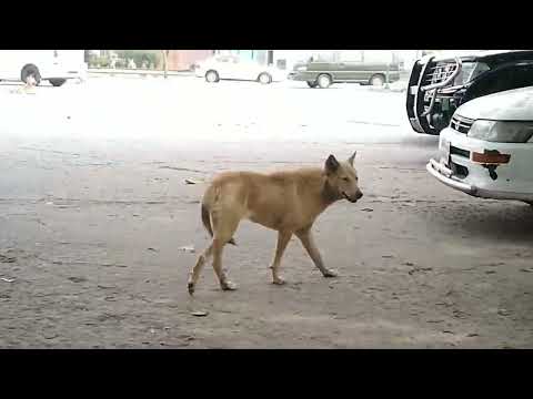 Street Dog... #streetdog#wildlife#motivation#funny#dog#doglover @kidstvsongs@Street_Dog_Pluto