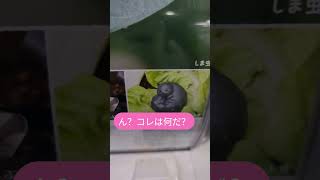 #猫#cat#がちゃがちゃ
