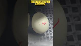 Our Baby Chicks Are Pipping!  Watch Them Rock Their Eggs! #baby #fun #chicken #hatching