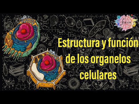 Structure and function of cell organelles