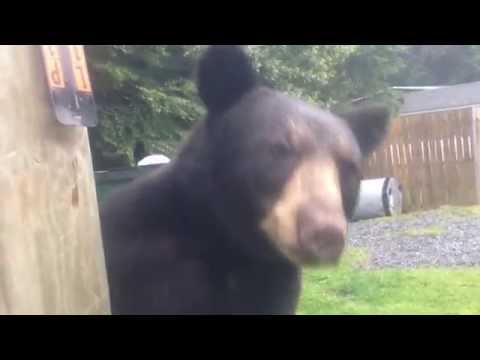 Bears are more afraid of you than you are of them, they said...