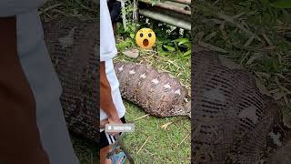 Download lagu SHOCKING! Giant Python Swallows a Whole Cow in Camba, South Sulawesi 🐍😱 mp3