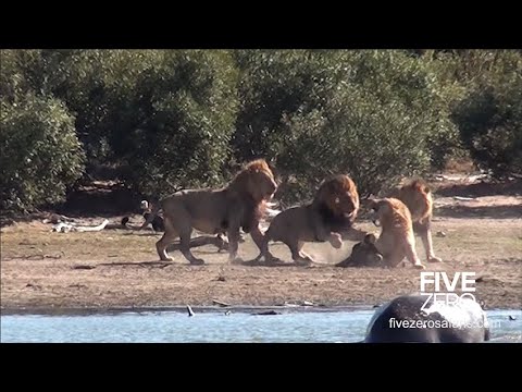 Male Lions Attack and Kill Rival Male