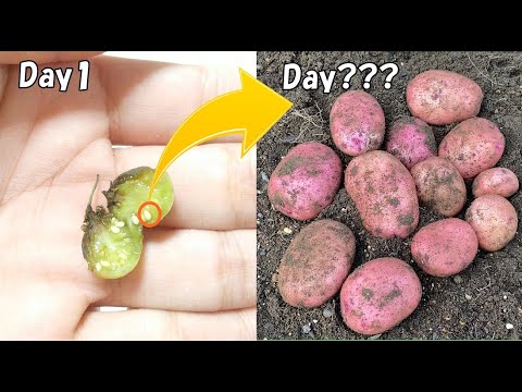 , title : '種からじゃがいもになるのに何年かかる？… / How many years does it take for potatoes to grow from seed ?'