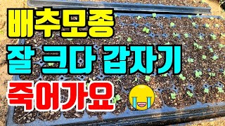 김장배추 잘 크더니 갑자기 죽어요. 이러다 사다 해야할판