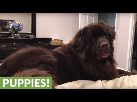 ¿Podrías dormir con un perro tan grande?